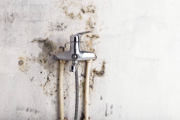 Best Professional Mold Removal  in Roslyn Estates, NY