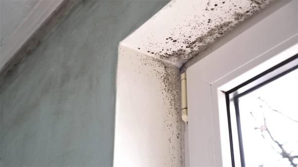 Best Residential Mold Removal  in Roslyn Estates, NY