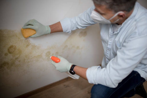 Best Mold Removal Company Near Me  in Roslyn Estates, NY