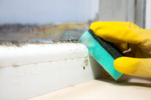 Home Mold Removal in Roslyn Estates, NY