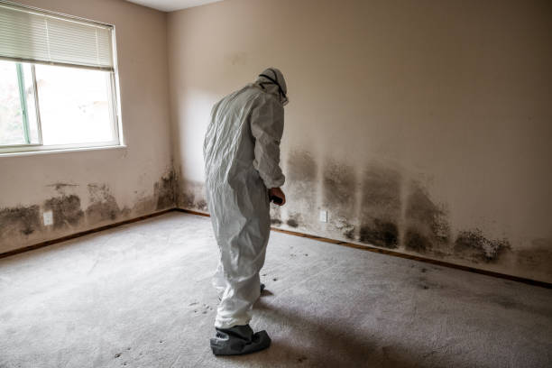 Best Office Mold Removal Services  in Roslyn Estates, NY